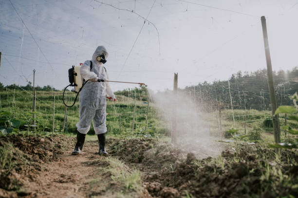 Best Ant Control Services  in Manche Village, CA