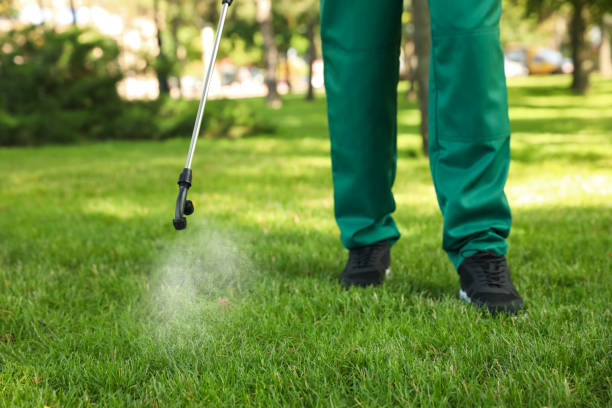 Best Affordable Pest Control Services  in Manche Village, CA