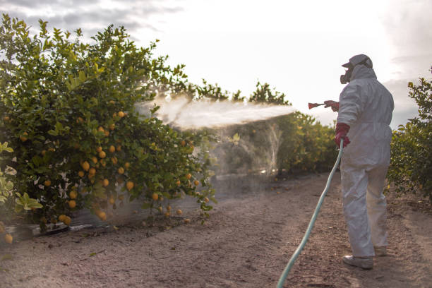 Bird Control in Camanche Village, CA