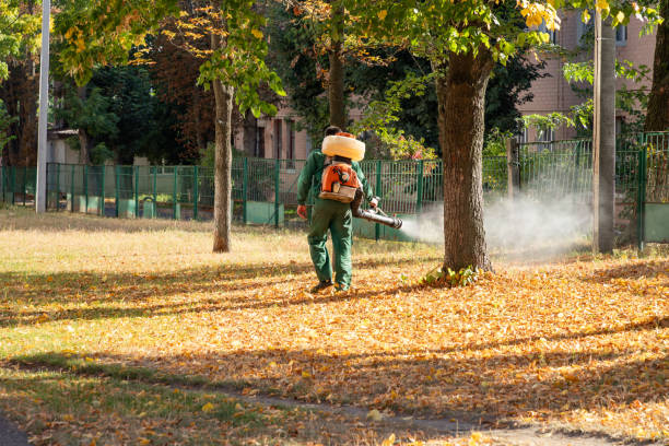 Best Affordable Pest Control Services  in Manche Village, CA